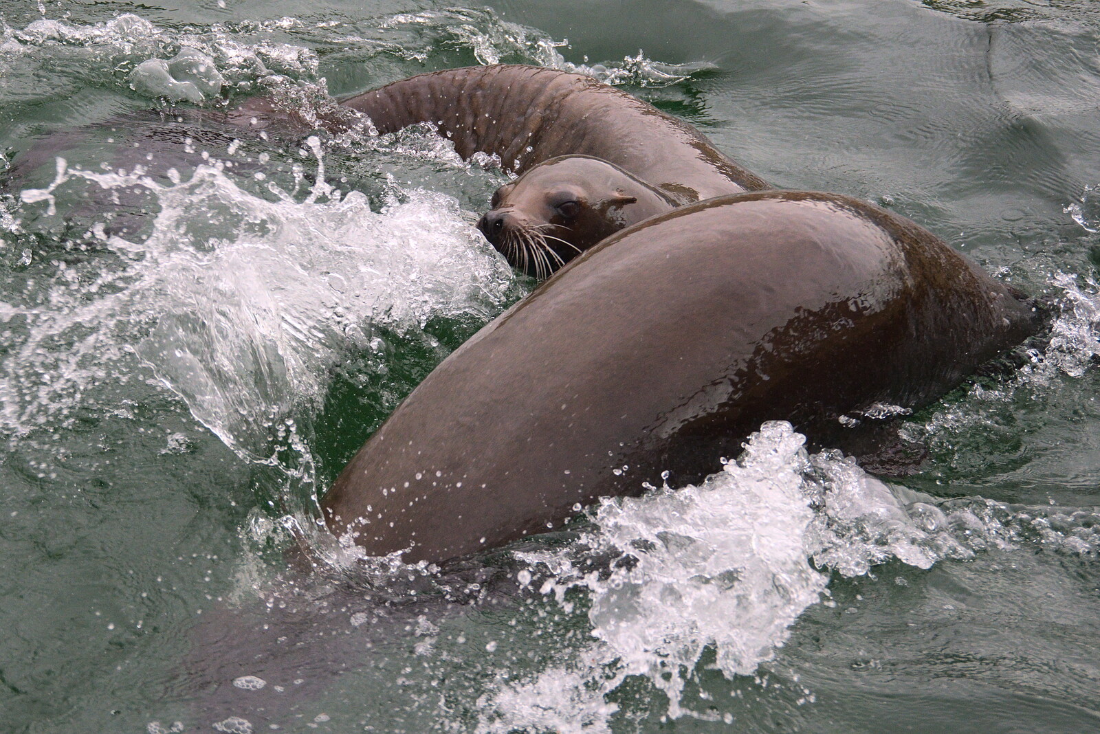 A Few Hours at the Zoo, Banham, Norfolk - 8th January 2023: Sea lions thrash around in the water