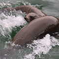 Sea lions thrash around in the water, A Few Hours at the Zoo, Banham, Norfolk - 8th January 2023