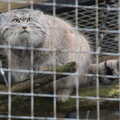 A furry and chunky cat, A Few Hours at the Zoo, Banham, Norfolk - 8th January 2023