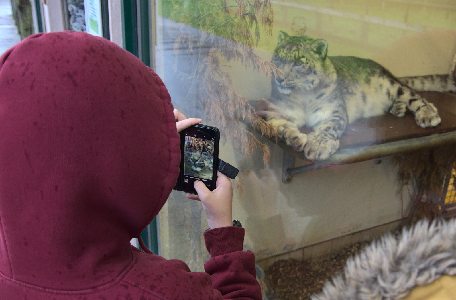 A Few Hours at the Zoo, Banham, Norfolk - 8th January 2023: Fred takes a photo of the one-eyed snow leopard