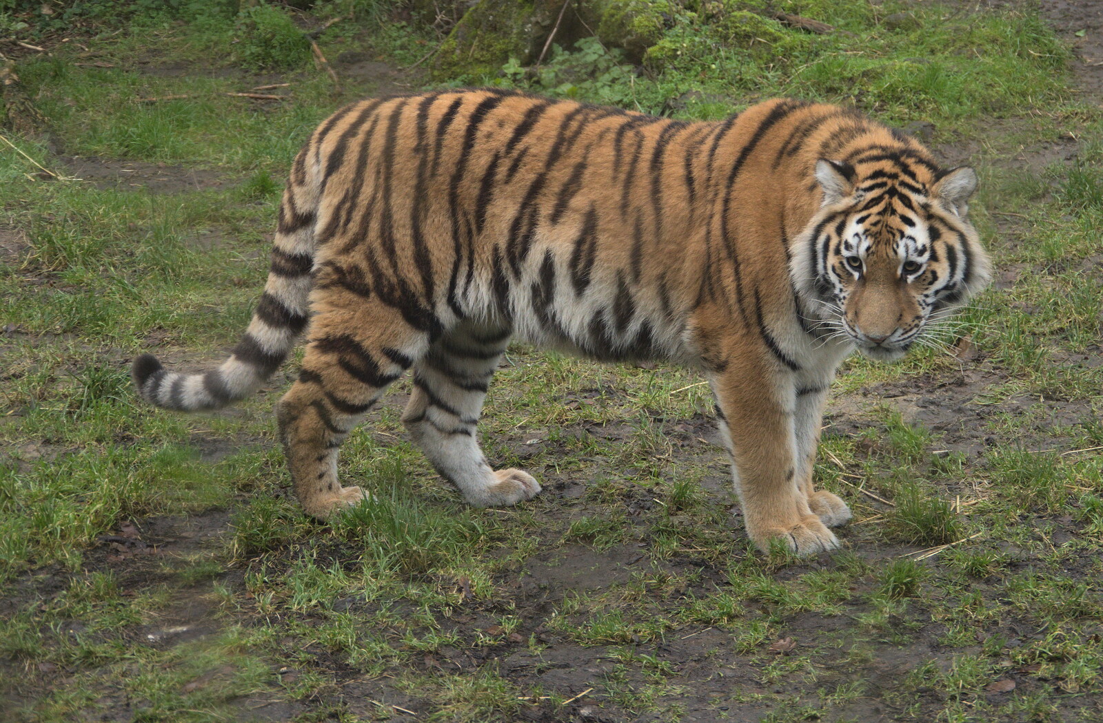 A Few Hours at the Zoo, Banham, Norfolk - 8th January 2023: One of the grown-up tiger cubs prowls around