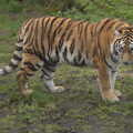 One of the grown-up tiger cubs prowls around, A Few Hours at the Zoo, Banham, Norfolk - 8th January 2023