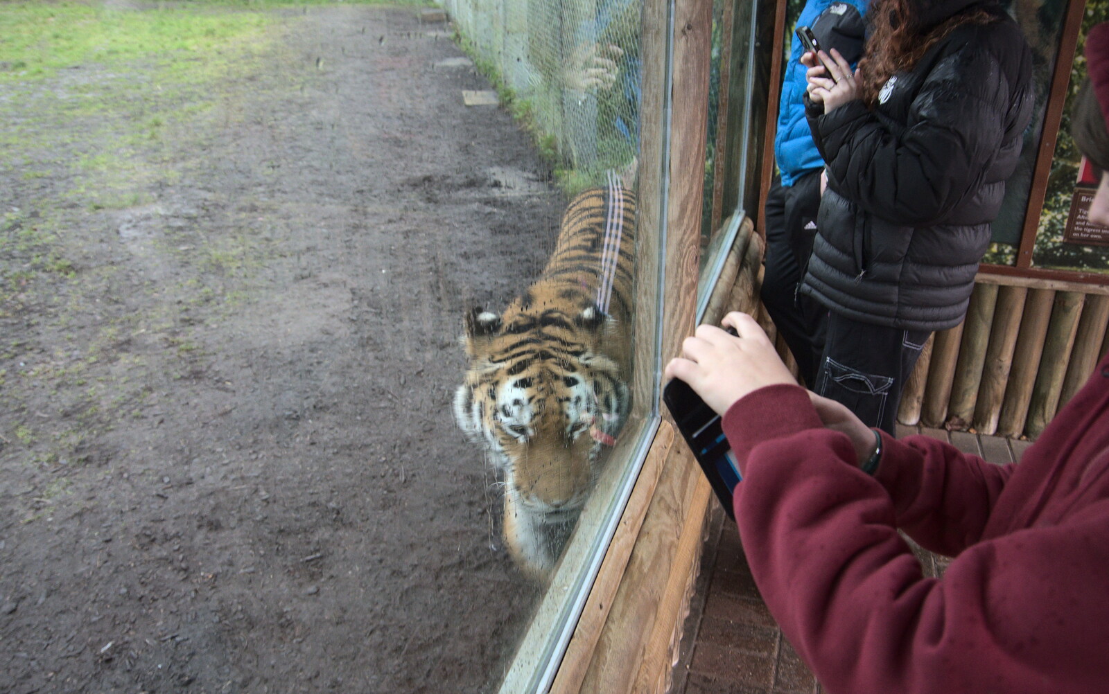 A Few Hours at the Zoo, Banham, Norfolk - 8th January 2023: Fred tries to get a photo