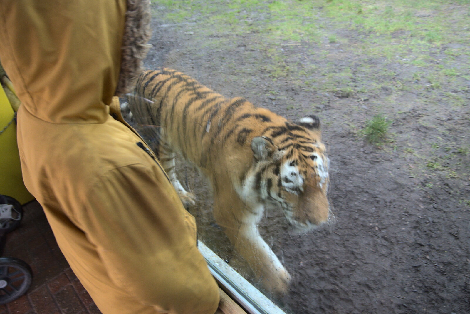 A Few Hours at the Zoo, Banham, Norfolk - 8th January 2023: A tiger gets close to Harry