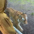 A tiger gets close to Harry, A Few Hours at the Zoo, Banham, Norfolk - 8th January 2023