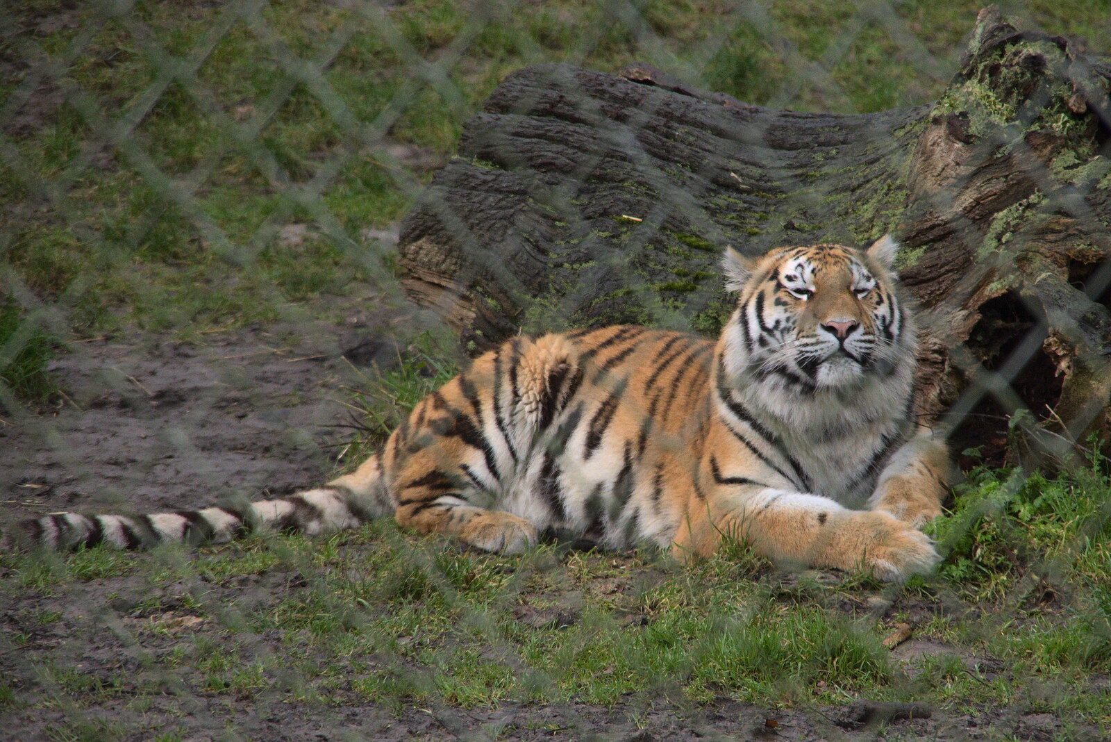 A Few Hours at the Zoo, Banham, Norfolk - 8th January 2023: Another tiger hangs around