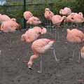 Pink flamingos in the rain, A Few Hours at the Zoo, Banham, Norfolk - 8th January 2023