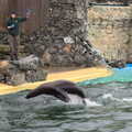A sealion does some porpoising, A Few Hours at the Zoo, Banham, Norfolk - 8th January 2023