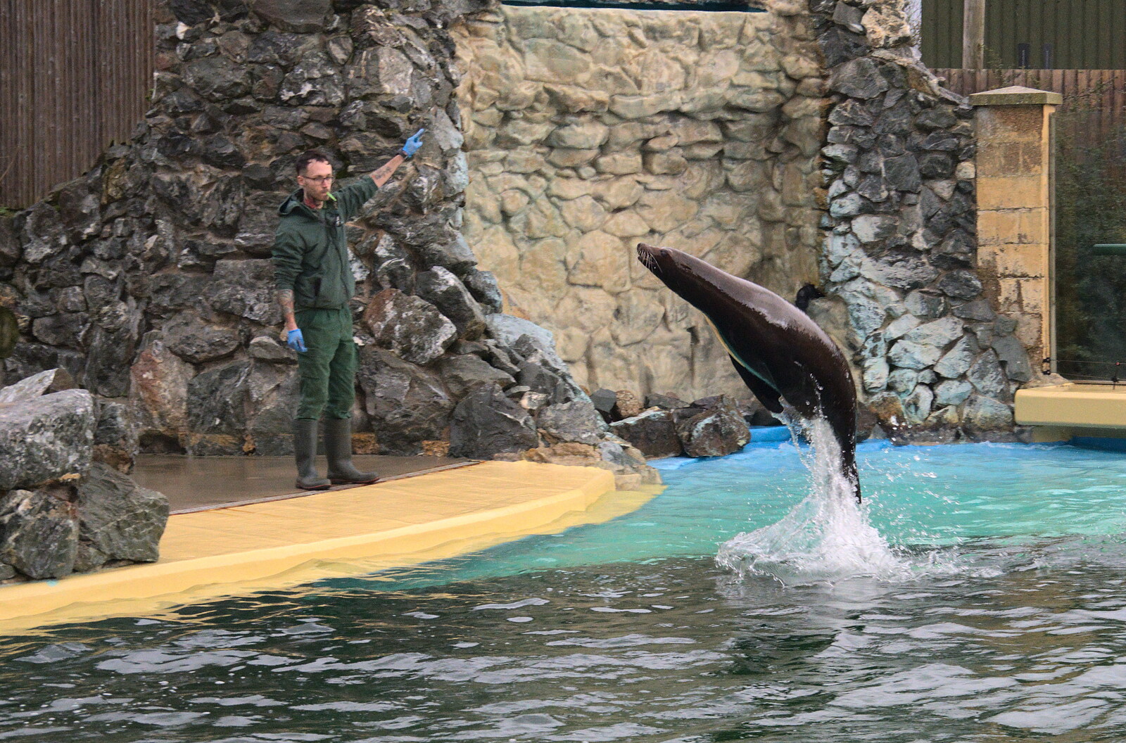 A Few Hours at the Zoo, Banham, Norfolk - 8th January 2023: A sea lion leaps out of the water