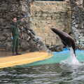 A sea lion leaps out of the water, A Few Hours at the Zoo, Banham, Norfolk - 8th January 2023