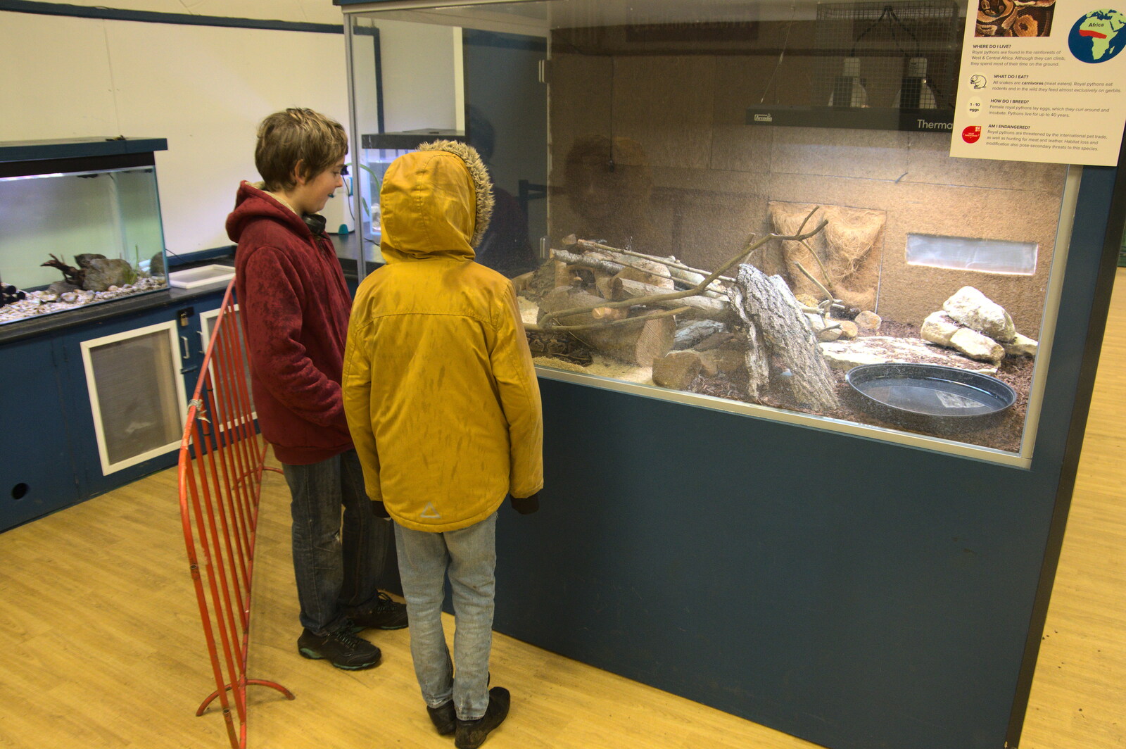 A Few Hours at the Zoo, Banham, Norfolk - 8th January 2023: The boys look at something in a tank