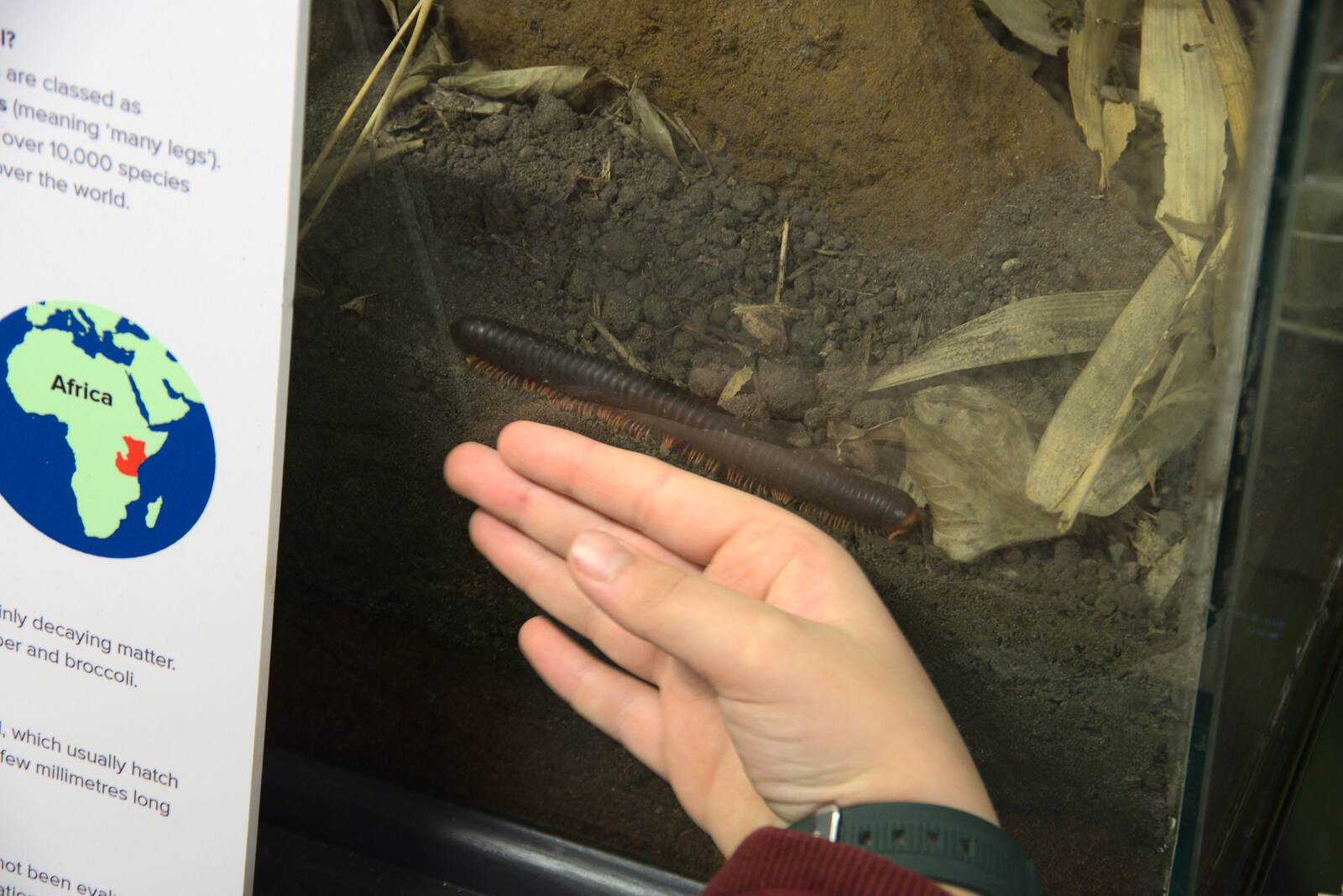 A Few Hours at the Zoo, Banham, Norfolk - 8th January 2023: We see a giant red-legged millipede
