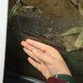 We see a giant red-legged millipede, A Few Hours at the Zoo, Banham, Norfolk - 8th January 2023