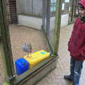 Fred looks at a bird, A Few Hours at the Zoo, Banham, Norfolk - 8th January 2023