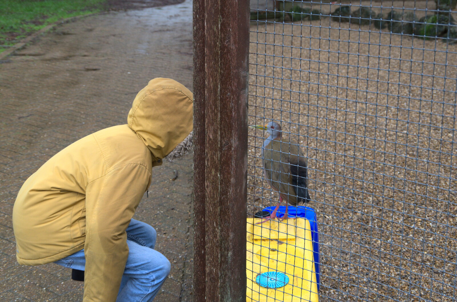 A Few Hours at the Zoo, Banham, Norfolk - 8th January 2023: Harry goes head-to-head with a bird in a cage