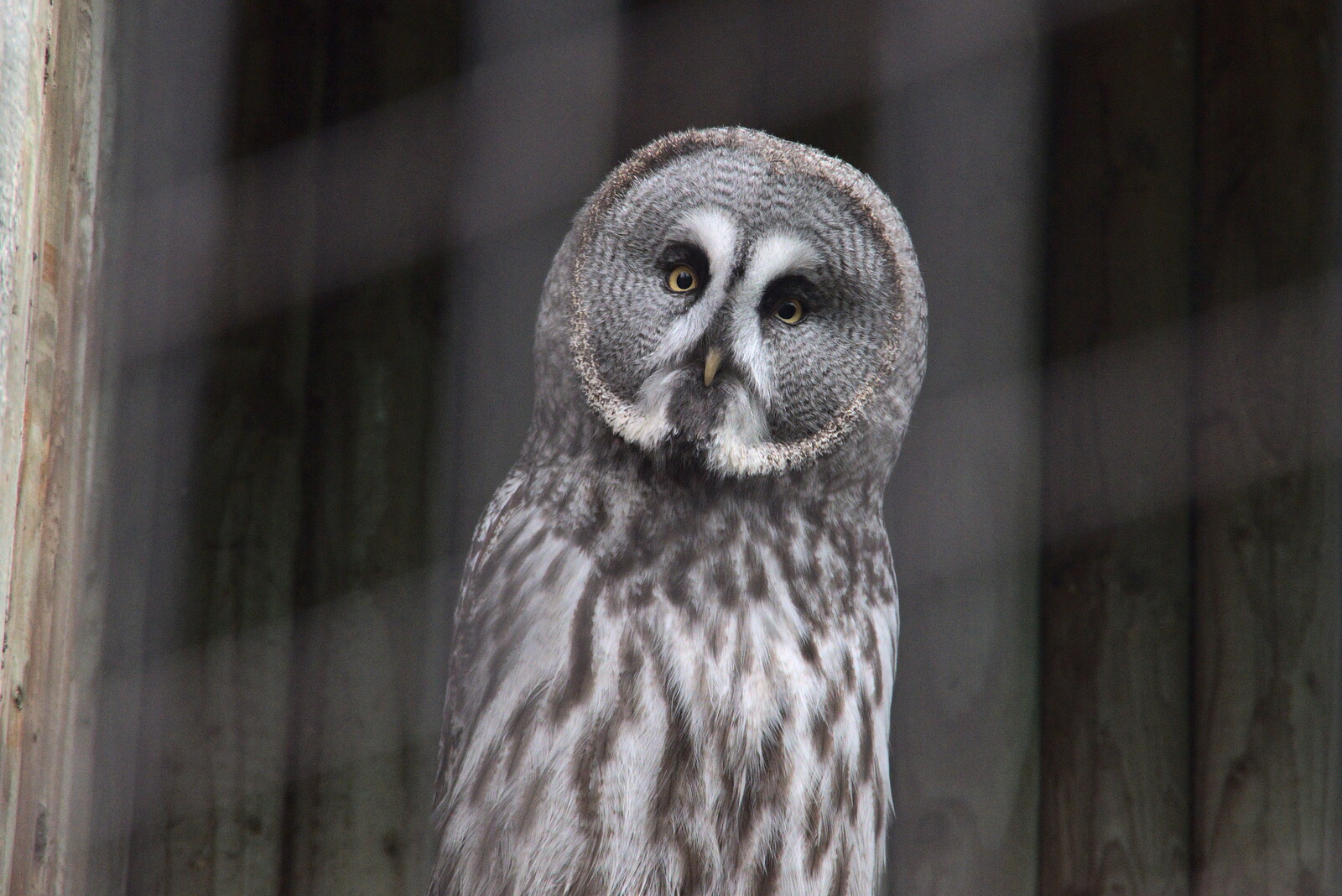 A Few Hours at the Zoo, Banham, Norfolk - 8th January 2023: A Great Grey Owl looks askance