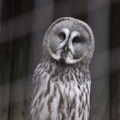 A Great Grey Owl looks askance, A Few Hours at the Zoo, Banham, Norfolk - 8th January 2023