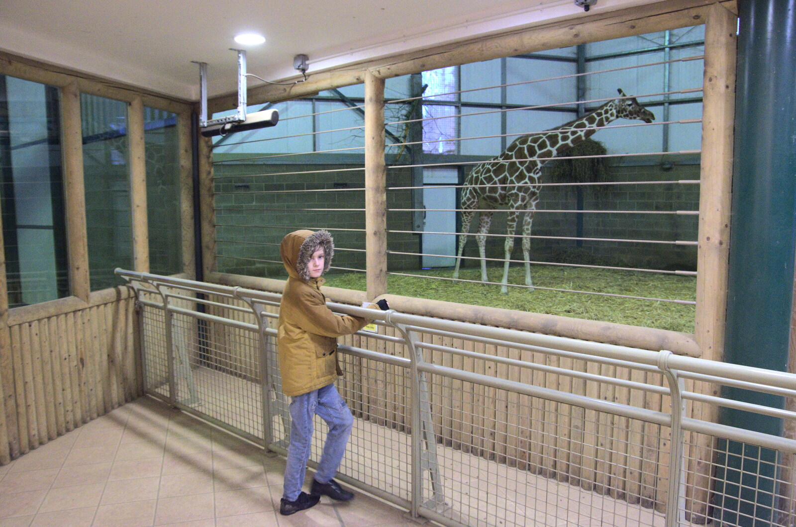 A Few Hours at the Zoo, Banham, Norfolk - 8th January 2023: Harry looks at a giraffe