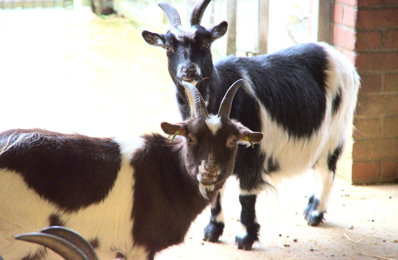 A Few Hours at the Zoo, Banham, Norfolk - 8th January 2023: A pair of goats