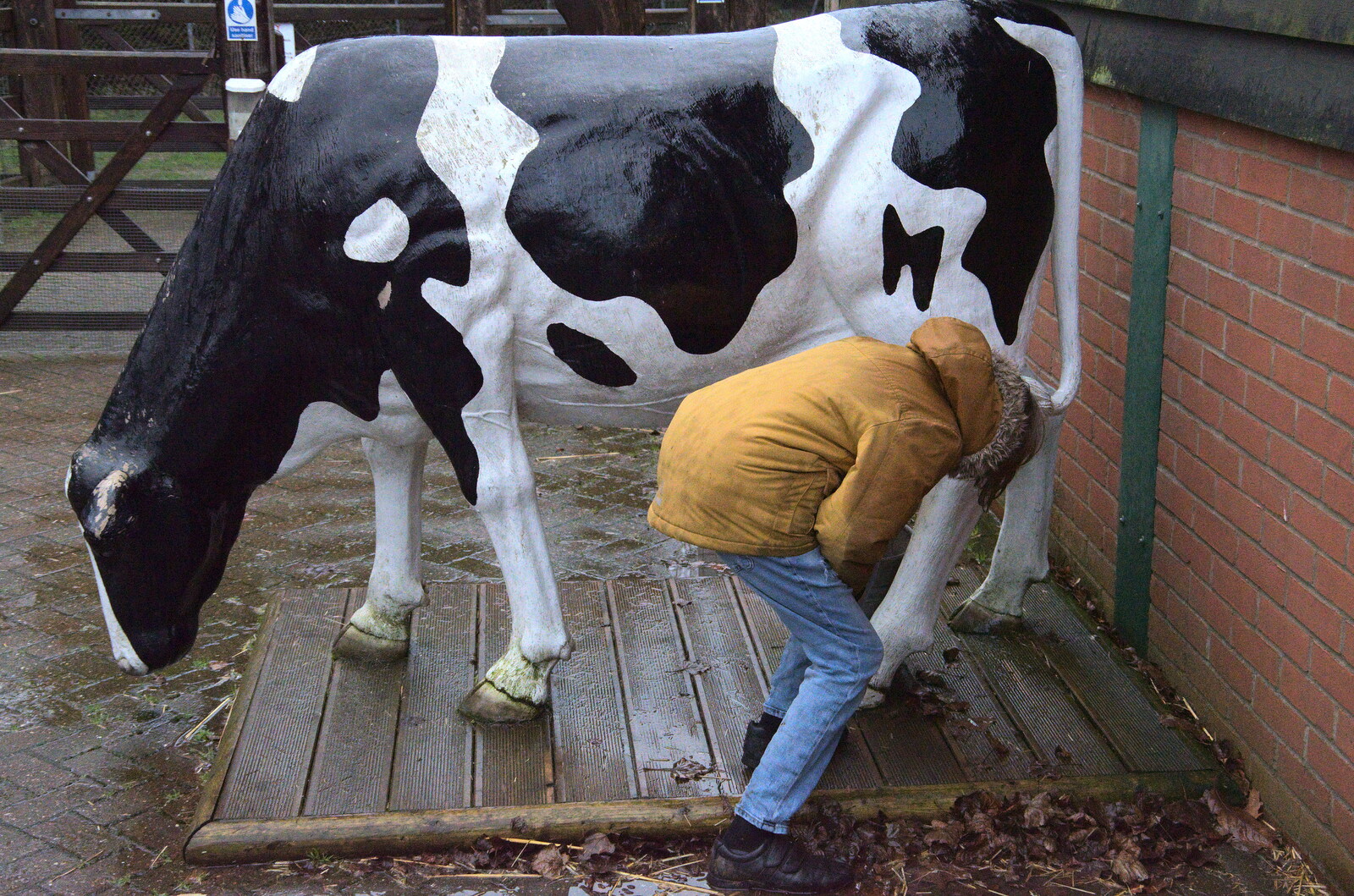 A Few Hours at the Zoo, Banham, Norfolk - 8th January 2023: Harry checks the cow for milk