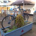 A bike in a flower box by the Angel Café, A Wander around Fair Green, Diss, Norfolk - 11th January 2023