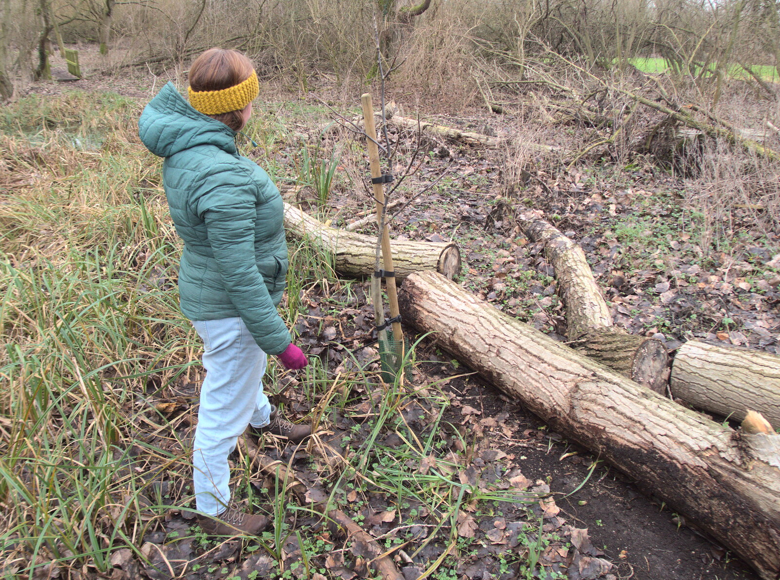 A Wander around Fair Green, Diss, Norfolk - 11th January 2023: Anita-Tree was only centimetres from being crushed