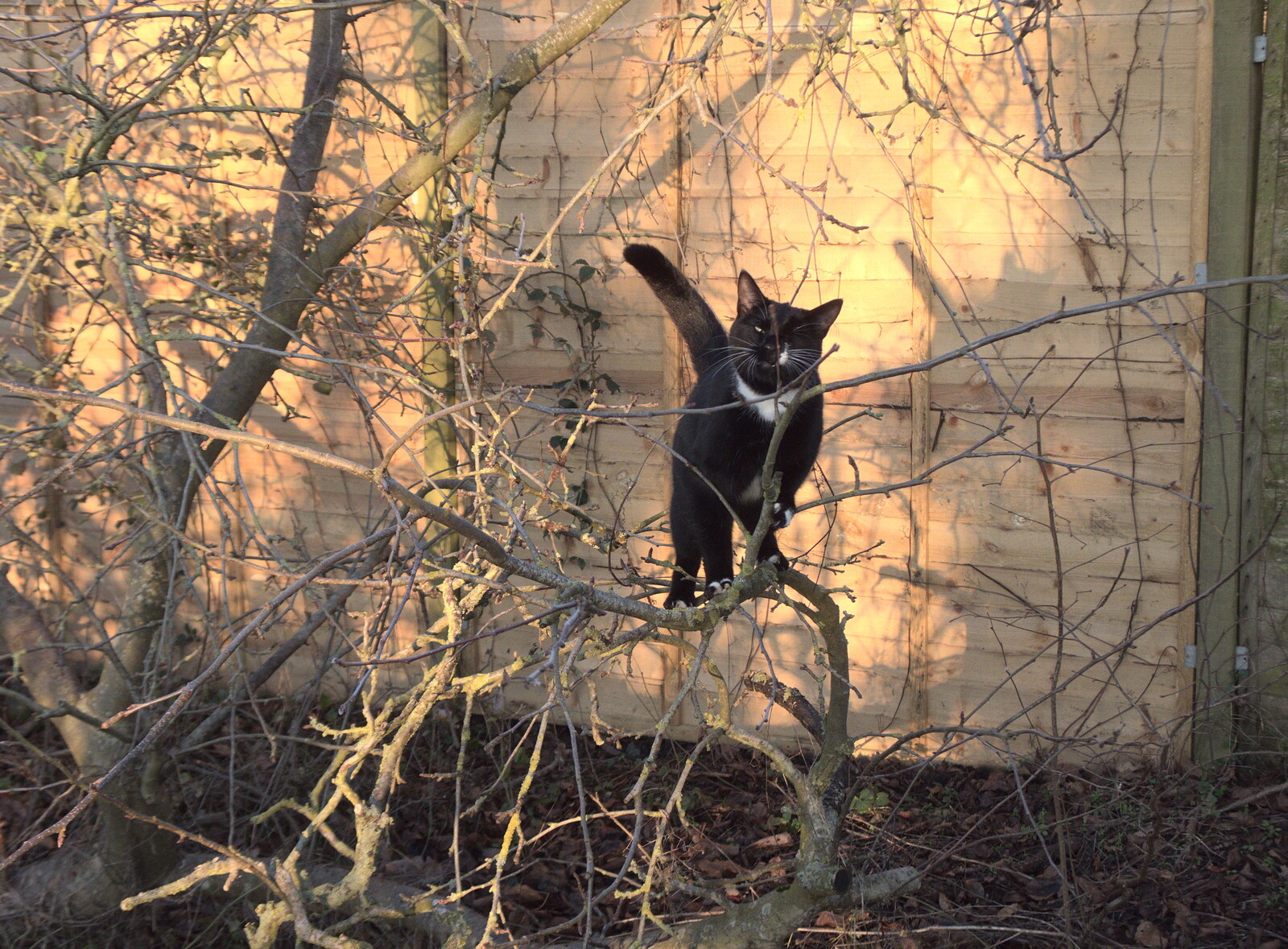 A Frosty Walk Around Brome, Suffolk - 22nd January 2023: Lucy - the one-eyed cat - is up a tree