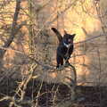 Lucy - the one-eyed cat - is up a tree, A Frosty Walk Around Brome, Suffolk - 22nd January 2023