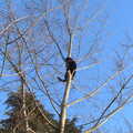 Lucy is really high up another tree, A Frosty Walk Around Brome, Suffolk - 22nd January 2023