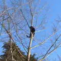 Lucy is really high up another tree, A Frosty Walk Around Brome, Suffolk - 22nd January 2023