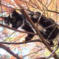 Molly Cat joins in with the tree climbing, A Frosty Walk Around Brome, Suffolk - 22nd January 2023