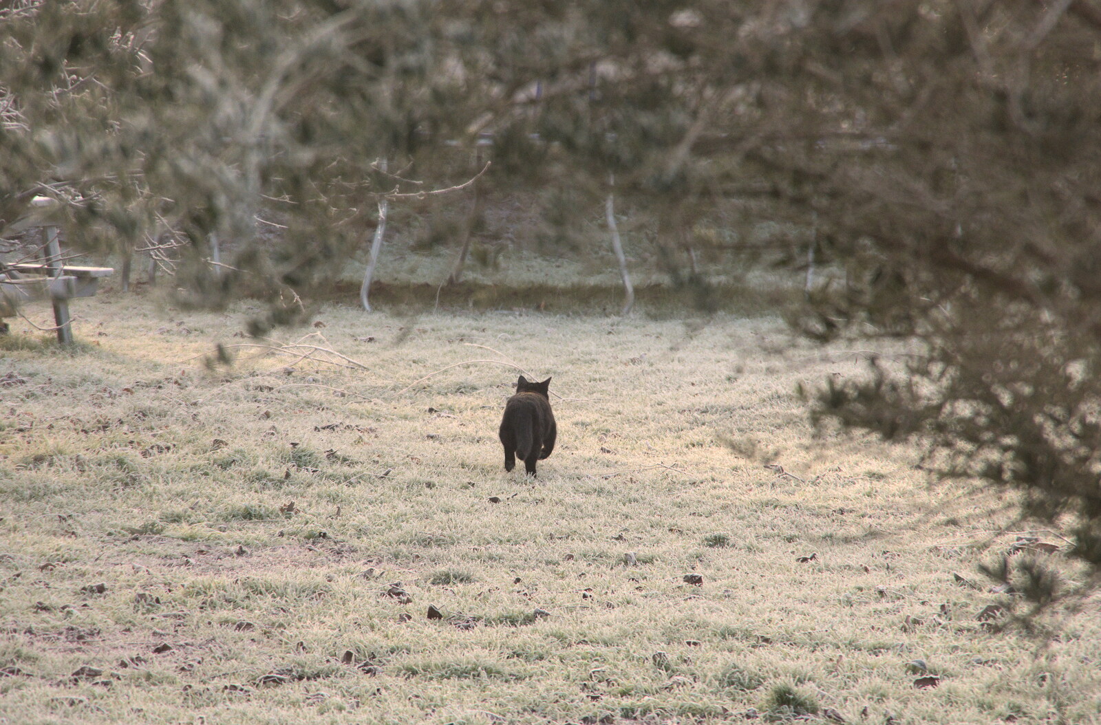 A Frosty Walk Around Brome, Suffolk - 22nd January 2023: A cat legs it up the garden