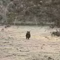 A cat legs it up the garden, A Frosty Walk Around Brome, Suffolk - 22nd January 2023