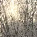 A low sun through the trees, A Frosty Walk Around Brome, Suffolk - 22nd January 2023