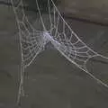 A perfectly-frosted spider web, A Frosty Walk Around Brome, Suffolk - 22nd January 2023