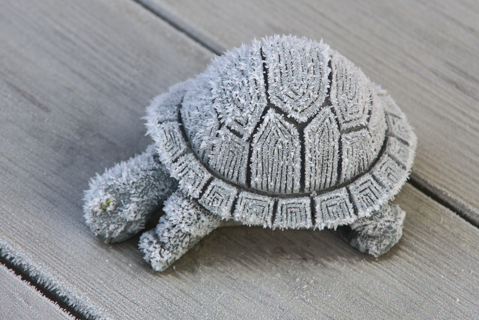 A Frosty Walk Around Brome, Suffolk - 22nd January 2023: A garden tortoise is covered in ice-fur