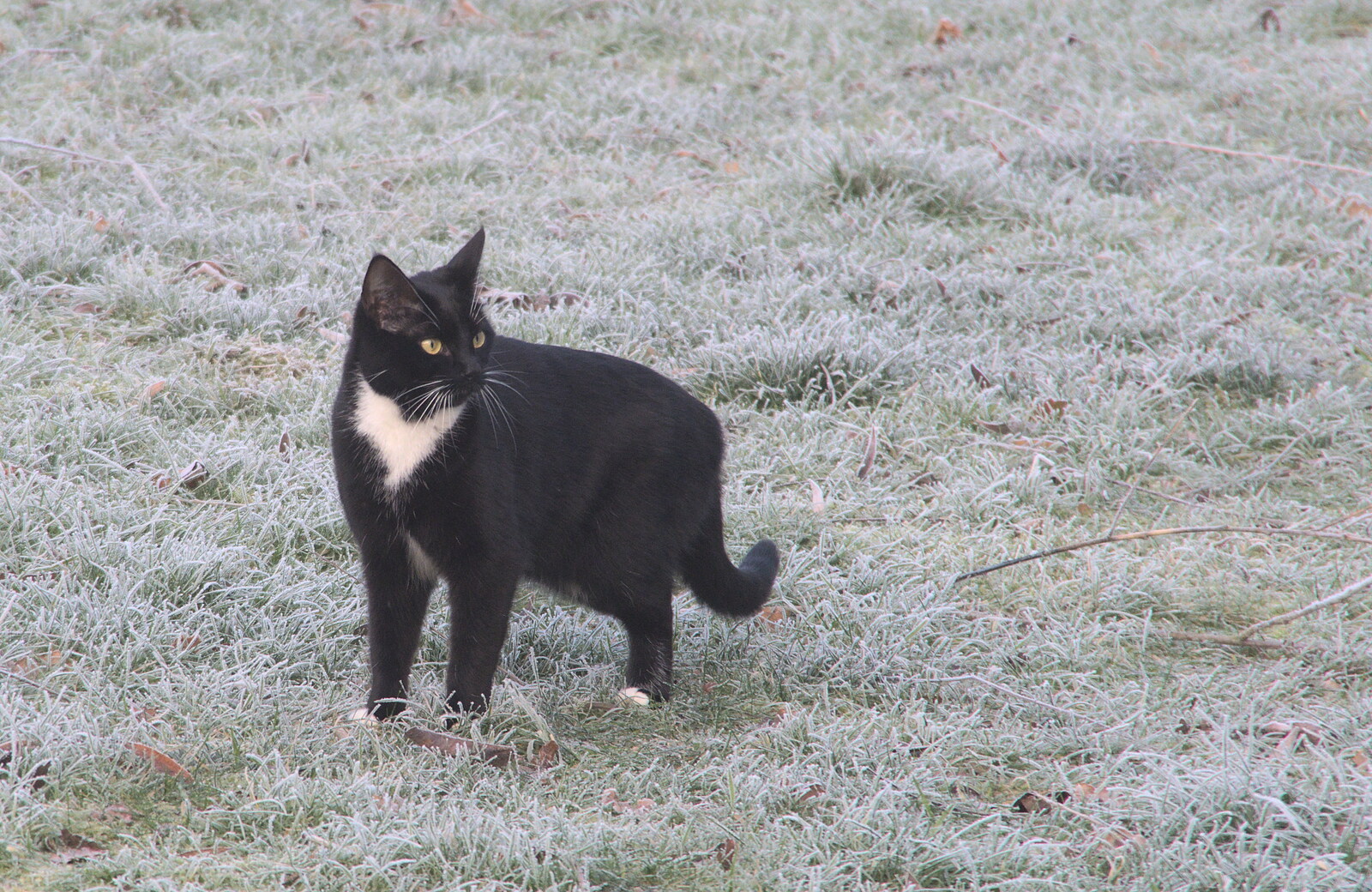 A Frosty Walk Around Brome, Suffolk - 22nd January 2023: Molly the Mog looks around