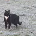 Molly the Mog looks around, A Frosty Walk Around Brome, Suffolk - 22nd January 2023