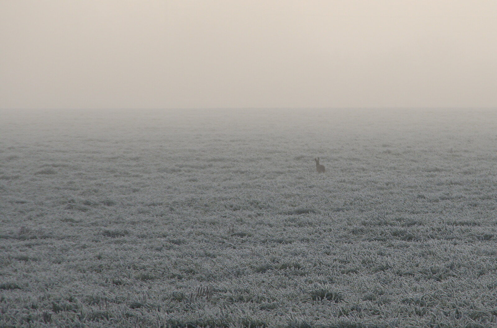 A Frosty Walk Around Brome, Suffolk - 22nd January 2023: There's a hare in a frosty field