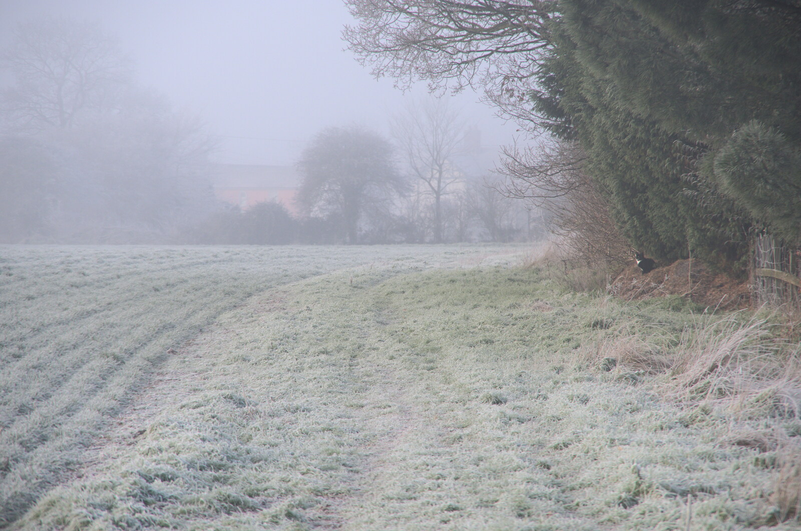 A Frosty Walk Around Brome, Suffolk - 22nd January 2023: Lucy watches us walk off around the fields