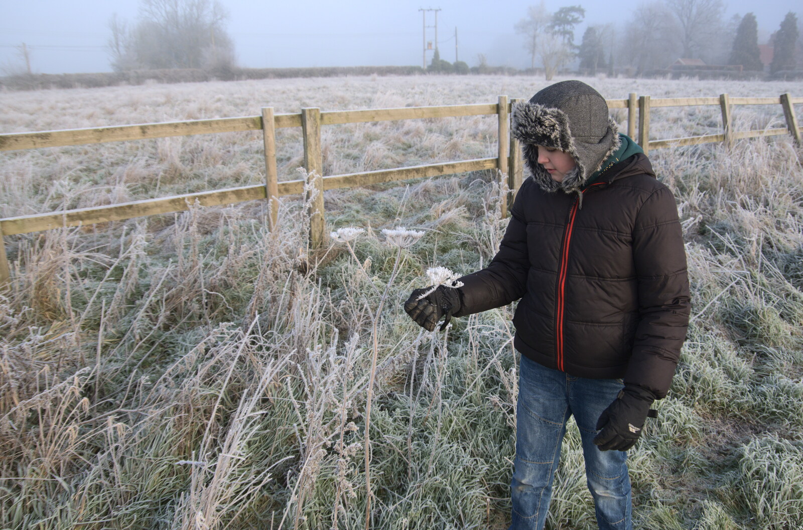 A Frosty Walk Around Brome, Suffolk - 22nd January 2023: Fred pokes a frosty plant
