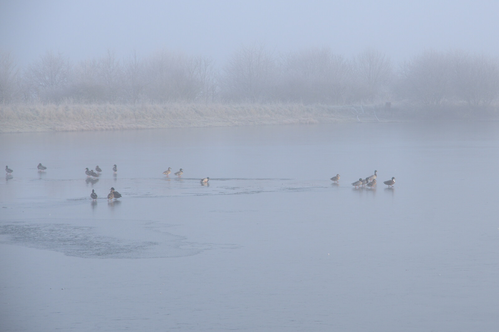 A Frosty Walk Around Brome, Suffolk - 22nd January 2023: Ducks walk across the ice