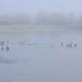Ducks walk across the ice, A Frosty Walk Around Brome, Suffolk - 22nd January 2023