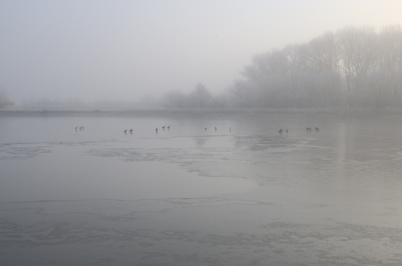 A Frosty Walk Around Brome, Suffolk - 22nd January 2023: More bird life on the frozen water