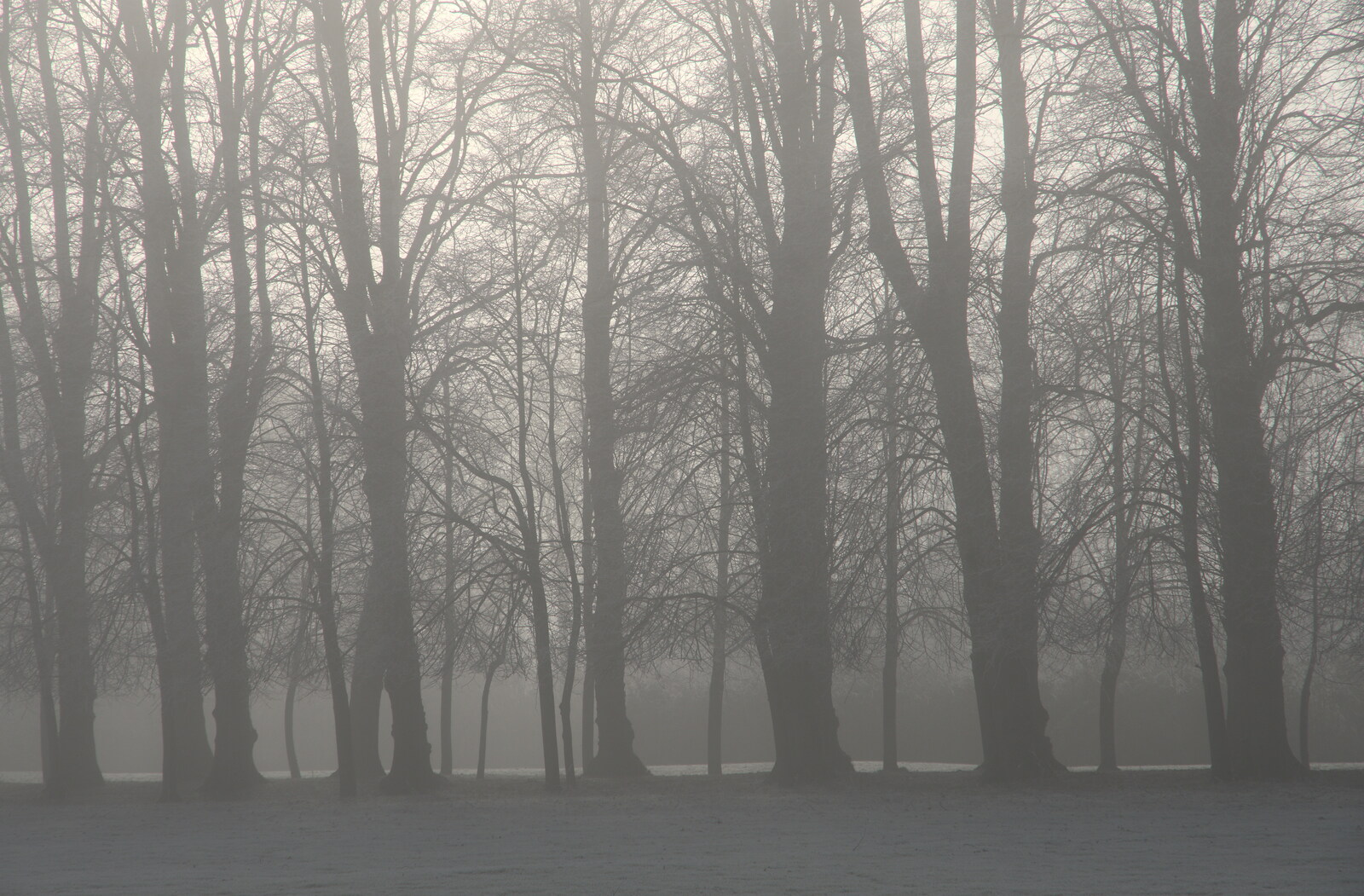 A Frosty Walk Around Brome, Suffolk - 22nd January 2023: Foggy trees on the Oaksmere's drive