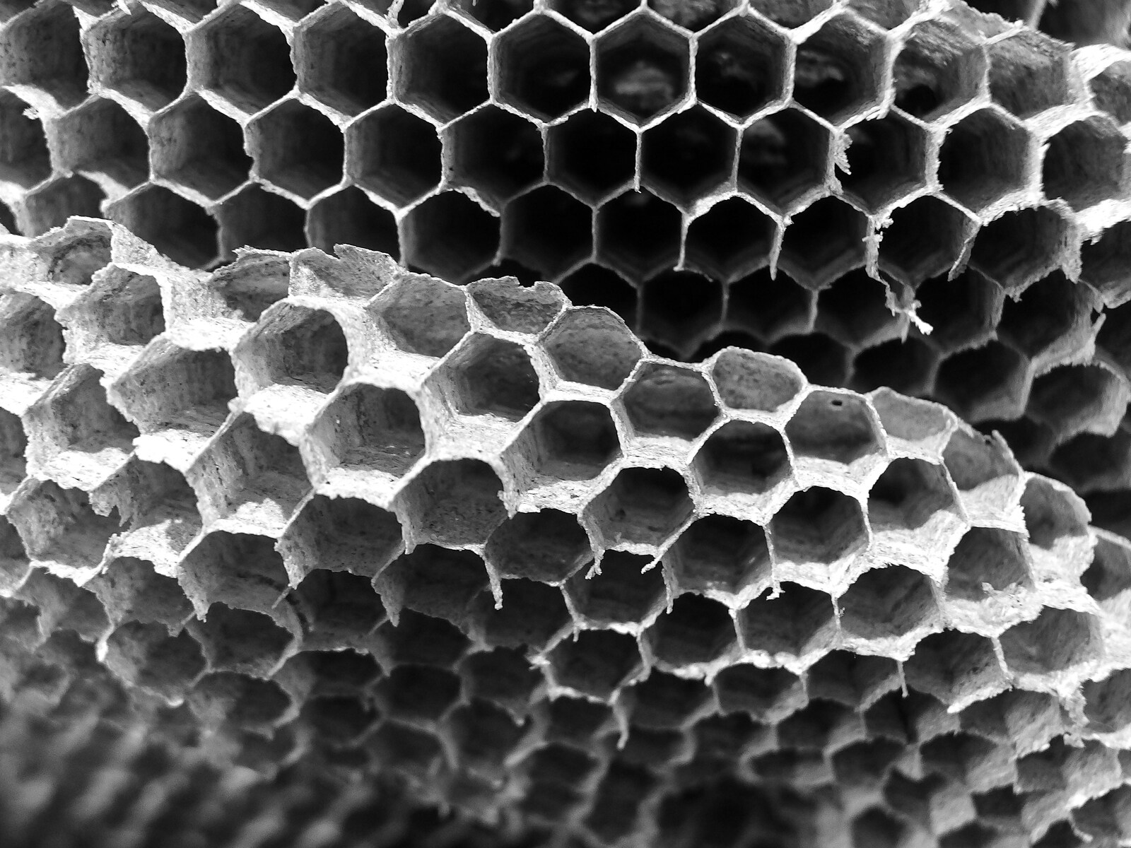A closeup of wasp honeycombs from A Trip to Ampersand, Sawmills Road, Diss - 27th January 2023