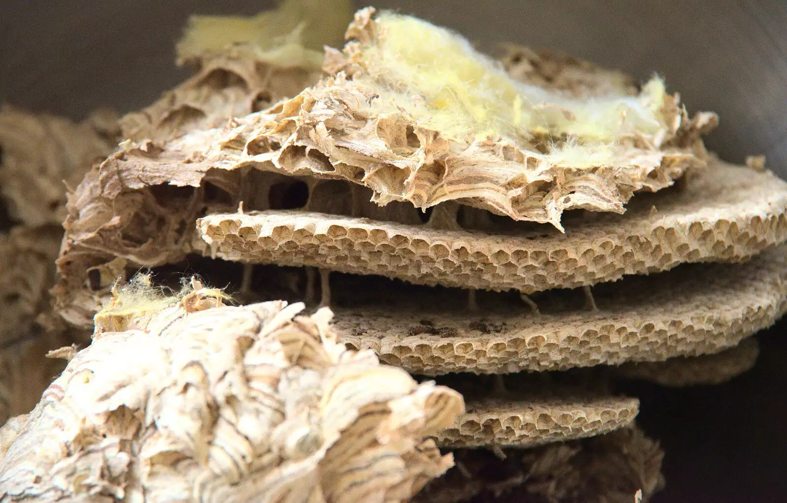 The wasps' nest floors have supports, from Another Walk to The Swan, Hoxne, Suffolk - 5th February 2023