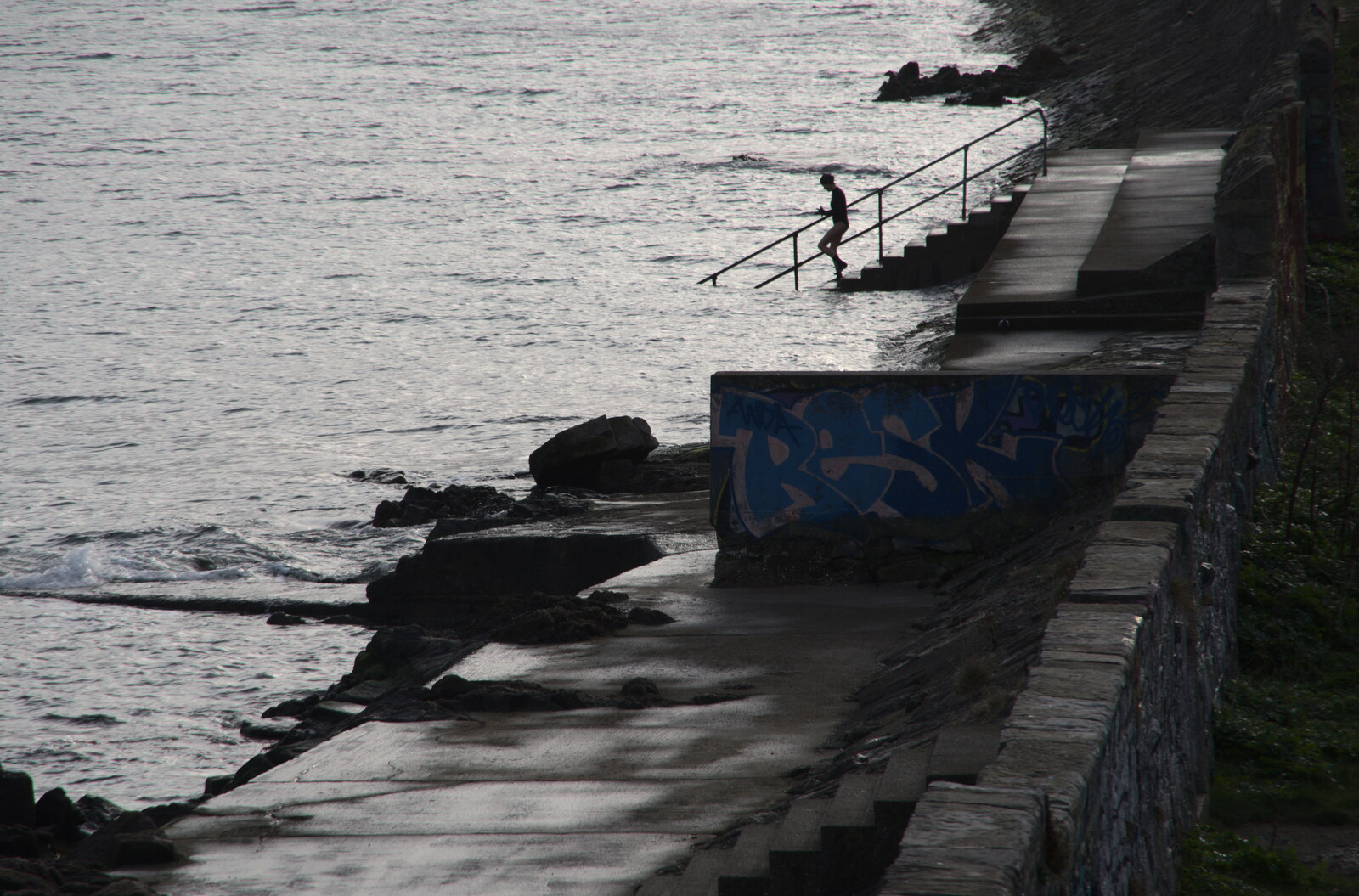 The Dead Zoo, Dublin, Ireland - 17th February 2023: One of Evelyn's swimming chums heads into the sea