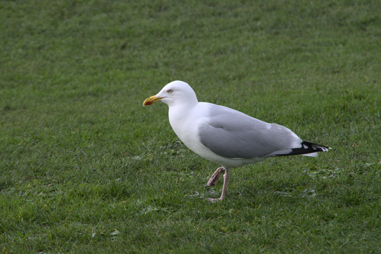 The Dead Zoo, Dublin, Ireland - 17th February 2023: A herring gull does a dance for worms