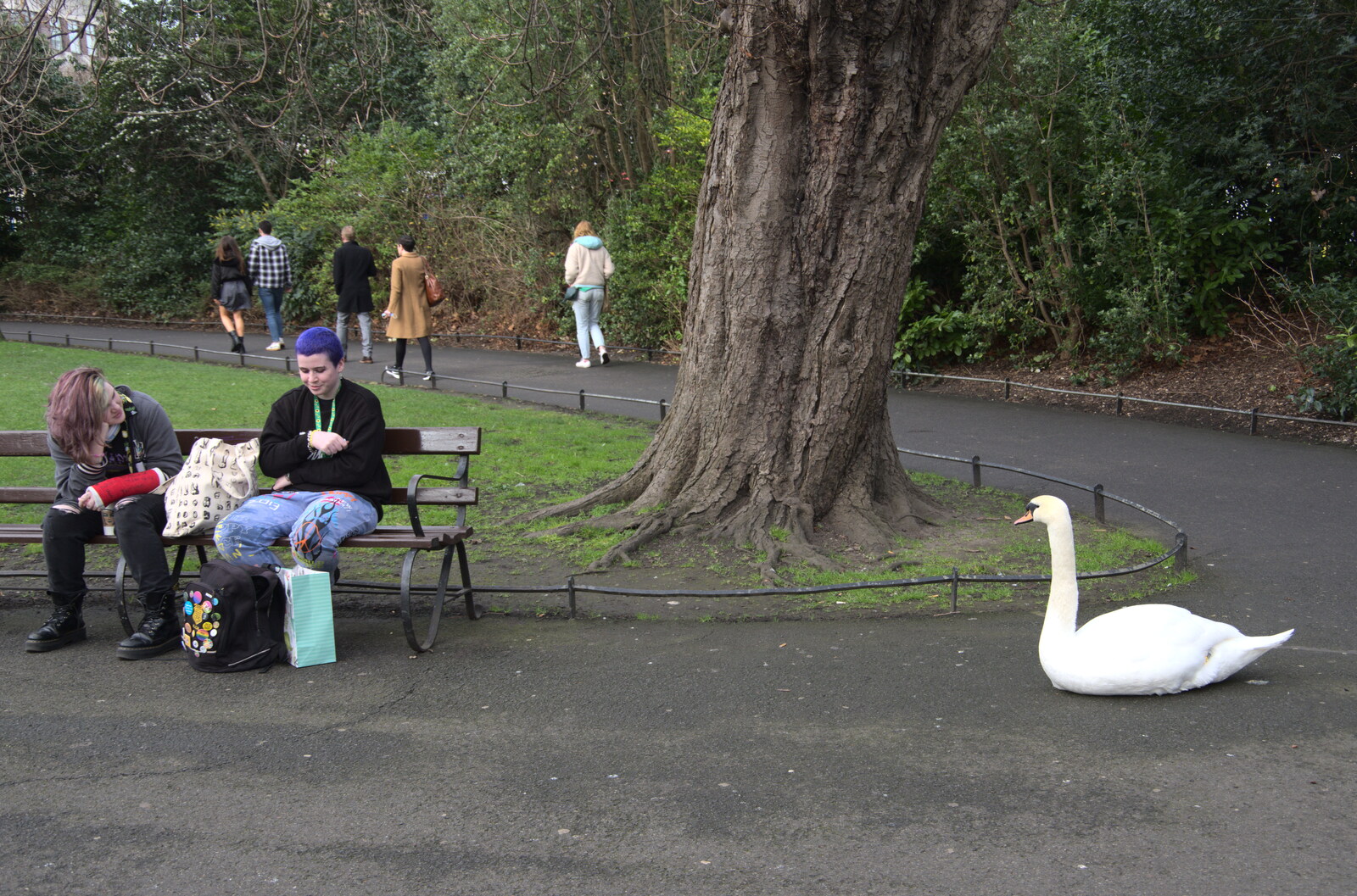The Dead Zoo, Dublin, Ireland - 17th February 2023: A swan sits on the path in St. Stephen's Green